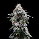 🎁 Gary Payton Seeds (100% off)